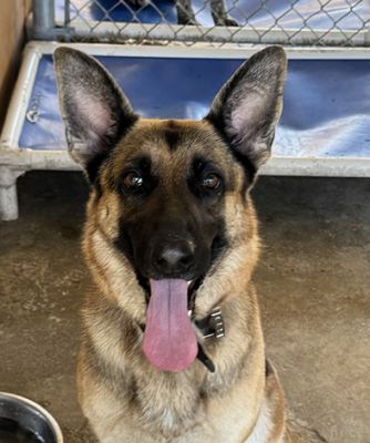 104
CLOE IS DOG 104 FOR 2025
