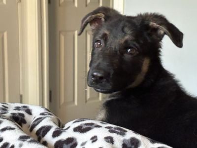 109
PUPPY CHESTER IS DOG 109 FOPR 2025
