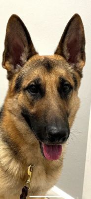 95
MILO IS DOG 95 FOR 2025
