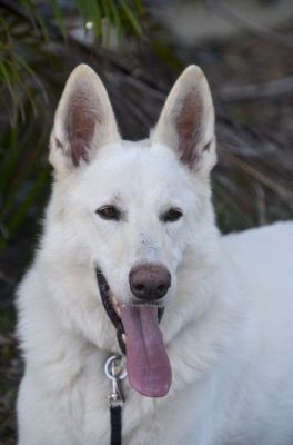 36
ACE IS DOG 36 FOR 2023
