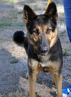 CASSIE2 DOG 121 FOR 2014
