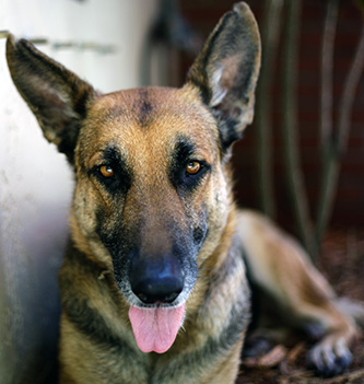 CACIA DOG 93 FOR 2014
