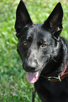SERINA WAS DOG 40 AND THEN 567 ALL TIME AND WAS ADOPTED OUT 
