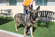GAUCHO DOG 61 FOR 2014
