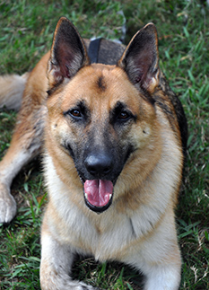 KING DOG 8 FOR 2015
