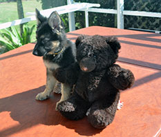 AVA AND HER TEDDY DOG 534 ALL TIME
