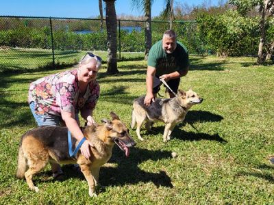 MIA AND BRUNO SHOWN WITH NEW MOM KARI AND DAD DAN DOGS 1377 AND 1378
Keywords: 1377