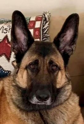 CZAR IS DOG 28 FOR 2021
Keywords: 27