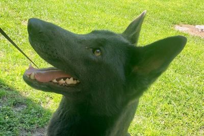 CINDER IS DOG 81 FOR 2021
