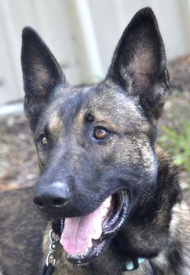 RIVER IS DOG 119 FOR 2022
Keywords: 119