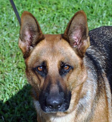 SHELBY IS DOG 60 FOR 2019
Keywords: 60