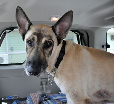 shaved german shepherds