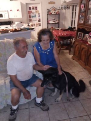 BROOK WITH NEW MOM ROSE AND DAD AL DOG 910
Keywords: 911
