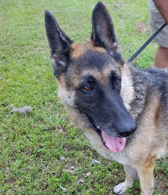 LUCY AKA MACY IS DOG 24 FOR 2018
Keywords: LUCY AKA MACY