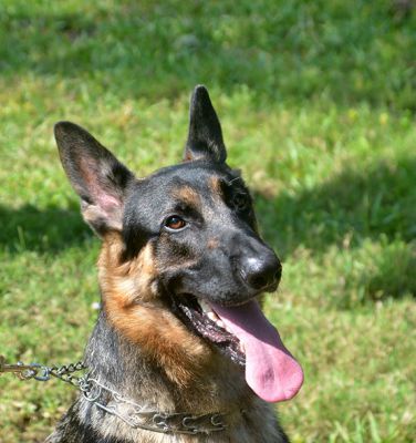LOKI IS DOG 34 FOR 2021
Keywords: LOKI