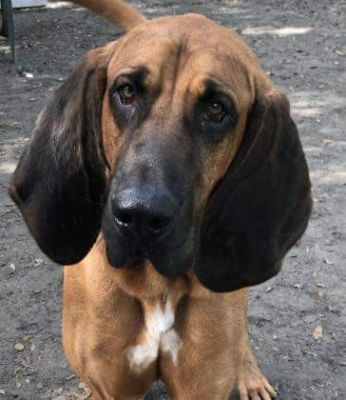 SCOUT THE BLOODHOUND WAS DOG 26 FOR 2020
Keywords: 26