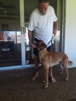 CAIN WITH DAD REMY DOG 1146
Keywords: 1146