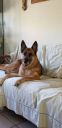 Filename=AMY.jpg
Filesize=26KiB
Dimensions=291x600
Date added=Mar 17, 2019 AMY.jpg