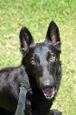 Filename=CAN_0013.JPG
Filesize=52KiB
Dimensions=233x352
Date added=May 27, 2016 CAN_0013.JPG