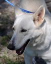 Filename=DSC_0150.JPG
Filesize=39KiB
Dimensions=233x294
Date added=Mar 09, 2015 DSC_0150.JPG