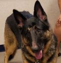 Filename=LEXI.jpg
Filesize=43KiB
Dimensions=233x238
Date added=Jul 14, 2016 LEXI.jpg
