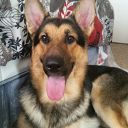 Filename=LOBO2A.jpg
Filesize=50KiB
Dimensions=233x233
Date added=Jan 18, 2016 LOBO2A.jpg