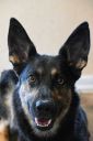 Filename=LOLA.jpg
Filesize=31KiB
Dimensions=399x600
Date added=Feb 22, 2017 LOLA.jpg