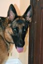 Filename=MYA.jpg
Filesize=54KiB
Dimensions=233x341
Date added=Jul 24, 2015 MYA.jpg
