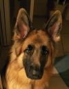 Filename=kona1FACE.jpg
Filesize=34KiB
Dimensions=233x298
Date added=Apr 01, 2016 kona1FACE.jpg