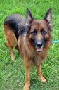 Filename=loki3.jpg
Filesize=58KiB
Dimensions=233x352
Date added=Nov 17, 2014 loki3.jpg