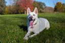 Filename=sadie1.jpg
Filesize=54KiB
Dimensions=233x155
Date added=Jan 08, 2015 sadie1.jpg