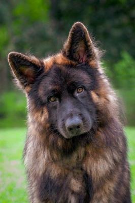 MARCUSHASAHOME - Southwest Florida German Shepherd Rescue Inc.