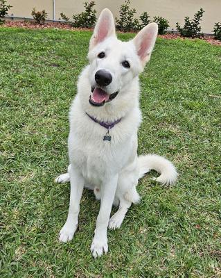 ROMPERHASAHOIMEAND FAMILY - Southwest Florida German Shepherd Rescue Inc.